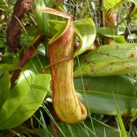 Nepenthes distillatoria L.